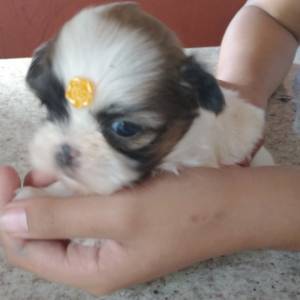 Filhotes de shihtzu machos e fmeas