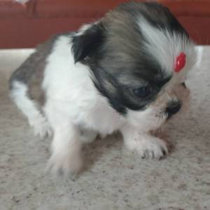 Filhotes de shihtzu machos e fmeas