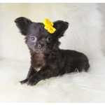Chihuahua CHIHUAHUA FMEA PELO LONGO