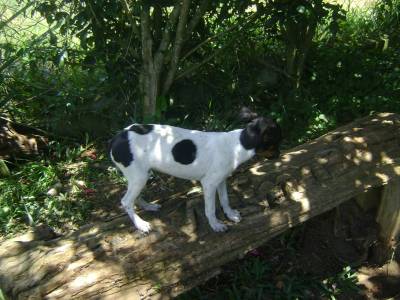 FOX PAULISTINHA CHEIO DE GRAA E LEVEZA