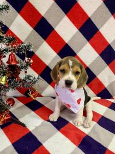 BEAGLE UM CACHORRINHO MUITO ESPERTO