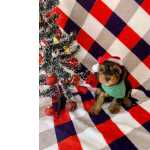 Yorkshire Terrier YORKSHIRE TERRIER O PEQUENO TOP MODEL
