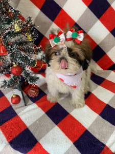 SHIH TZU UM ARROGANTE DE MENTIRA