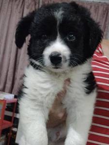 FILHOTE DE BORDER COLLIE DISPONVEL MACHO