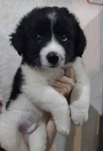 FILHOTE DE BORDER COLLIE DISPONVEL MACHO