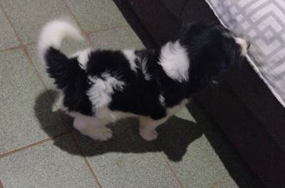 FILHOTE DE BORDER COLLIE DISPONVEL MACHO