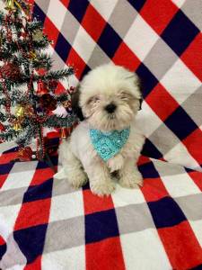 SHIH TZU DISCSHIH TZU DISCRETO AMIGUINHO