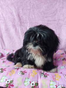 SHIH TZU DISCSHIH TZU DISCRETO AMIGUINHO