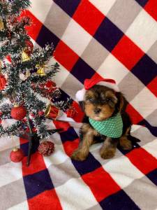 YORKSHIRE TERRIER UM CO NICO