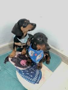 BASSET MINI TECKEL UM ULTIMO MACHO BAIXEI O PREO PARC DEZ X ENTREGO HOJE CHAMA NO ZAP