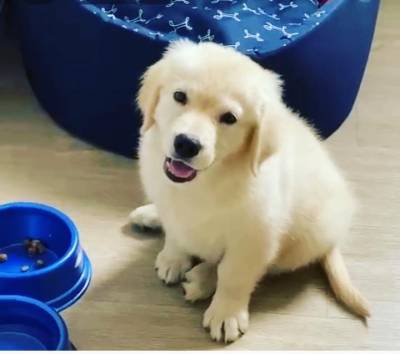 GOLDEN RETRIEVER ULTIMO LINDO MACHO PRESENTO ENTREGO HOJE CHAMA NO ZAP