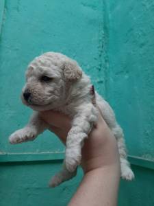 FILHOTE DE POODLE FMEA DISPONVEL