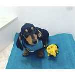 Dachshund FILHOTE DE BASSET MACHO DISPONVEL So Paulo Granja Viana