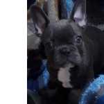 Bulldog Francs FILHOTE DE BULLDOG FRANCS FMEA BLUE