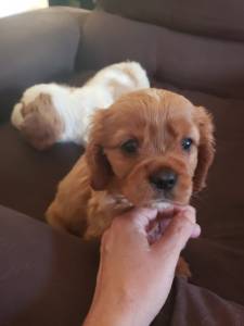 Cavalier King Charles Spaniel macho pedigree CBKC