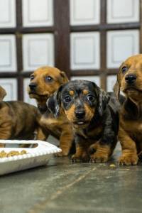 BASSET MINI TECKEL MACHOS E FMEAS ALERQUIM PRETO CANELA E DOURADO PARC DEZ X ENTREGO HOJE ZAP