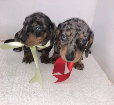 BASSET MINI TECKEL MACHOS E FMEAS ALERQUIM PRETO CANELA E DOURADO PARC DEZ X ENTREGO HOJE ZAP