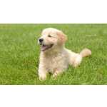 Golden Retriever FILHOTE DE GOLDEM FMEA DISPONVEL