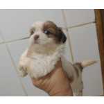 Shih-tzu Filhotes de shihtzu temos fmeas So Paulo So Paulo