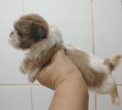 Filhotes de shihtzu temos fmeas