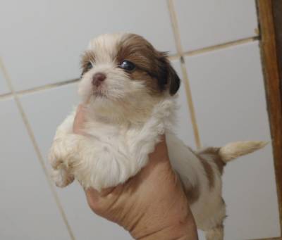 Filhotes de shihtzu machos e fmeas