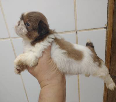 Filhotes de shihtzu machos e fmeas