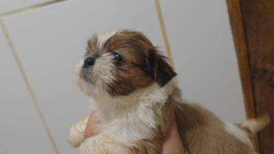 Filhotes de shihtzu machos e fmeas