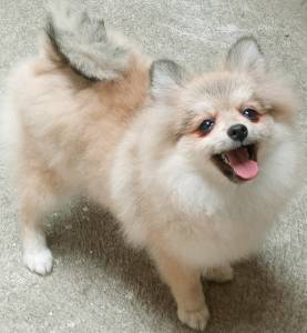 Spitz Alemo lulu da pomerania  fmea laranja RJ