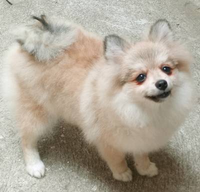 Spitz Alemo lulu da pomerania  fmea laranja RJ