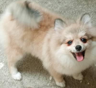 Spitz Alemo lulu da pomerania  fmea laranja RJ