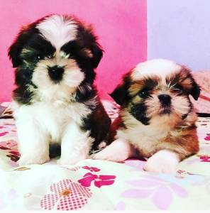SHIH-TZU PARTICOLOR O RANKING DE VENDA LINDOS  PARC DEZ X  ENTREGO HOJE CHAMA NO ZAP