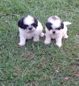 SHIH-TZU PARTICOLOR O RANKING DE VENDA LINDOS  PARC DEZ X  ENTREGO HOJE CHAMA NO ZAP