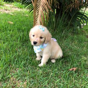 GOLDEN RETRIEVER ULTIMO LINDA  FMEA PRESENTO ENTREGO HOJE CHAMA NO ZAP