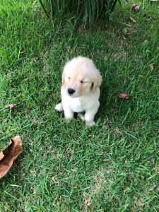 GOLDEN RETRIEVER ULTIMO LINDA  FMEA PRESENTO ENTREGO HOJE CHAMA NO ZAP