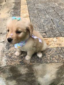 GOLDEN RETRIEVER ULTIMO LINDA  FMEA PRESENTO ENTREGO HOJE CHAMA NO ZAP