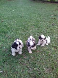 SHIH-TZU LINDOS MACHOS PRESENT PARC ENTREGO HOJE