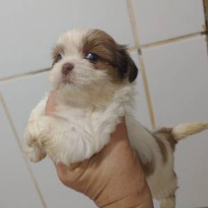 Filhotes de shihtzu machos e fmeas