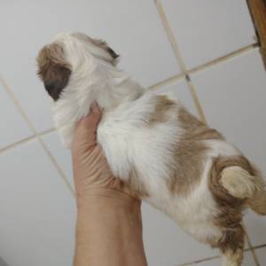 Filhotes de shihtzu machos e fmeas