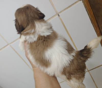 Filhotes de shihtzu machos e fmeas