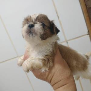 Shihtzu filhotes