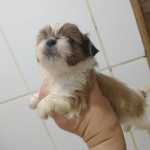 Shih-tzu Shihtzu filhotes So Paulo So Paulo