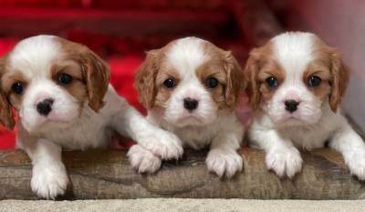 Cavalier King Charles Spaniel macho blenheim