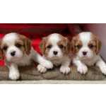 Cavalier King Charles Cavalier King Charles Spaniel macho blenheim Lisboa Sintra