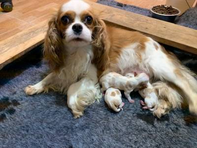 Cavalier King Charles Spaniel macho blenheim