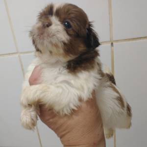 Filhotes de shihtzu machos e fmeas