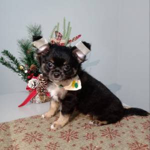 MACHO DE CHIHUAHUA PLO LONG DISPONVEL