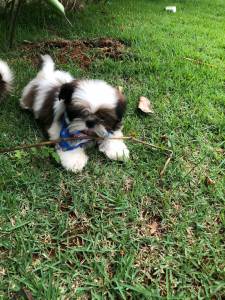 SHIH-TZU MACHOS TRICOLOR O RANKING DE VENDA  C PRECINHO ESPECIAL ENTREGO HOJE CHAMA NO ZAP