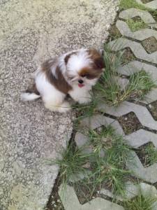 SHIH-TZU MACHOS TRICOLOR O RANKING DE VENDA  C PRECINHO ESPECIAL ENTREGO HOJE CHAMA NO ZAP