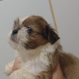 Filhotes de shihtzu machos e fmeas