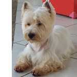 West Highland White Terrier Macho disponível para padreador Rio de Janeiro Niterói